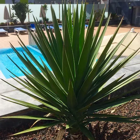 Blue Dream Playa Apartment